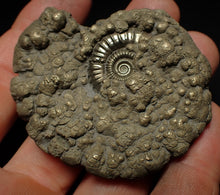 Load image into Gallery viewer, Crucilobiceras pyrite ammonite fossil (60 mm)