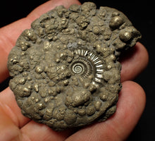 Load image into Gallery viewer, Crucilobiceras pyrite ammonite fossil (60 mm)