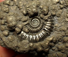 Load image into Gallery viewer, Crucilobiceras pyrite ammonite fossil (60 mm)