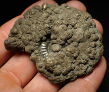 Load image into Gallery viewer, Crucilobiceras pyrite ammonite fossil (60 mm)