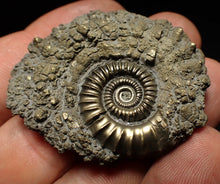 Load image into Gallery viewer, Crucilobiceras pyrite ammonite fossil (46 mm)