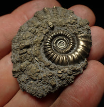 Load image into Gallery viewer, Crucilobiceras pyrite ammonite fossil (46 mm)