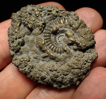 Load image into Gallery viewer, Crucilobiceras pyrite ammonite fossil (46 mm)