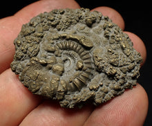 Load image into Gallery viewer, Crucilobiceras pyrite ammonite fossil (46 mm)