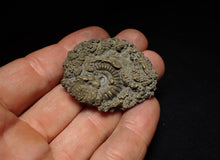 Load image into Gallery viewer, Crucilobiceras pyrite ammonite fossil (46 mm)