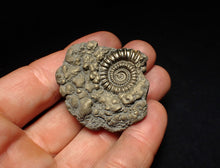 Load image into Gallery viewer, Crucilobiceras pyrite ammonite fossil (45 mm)