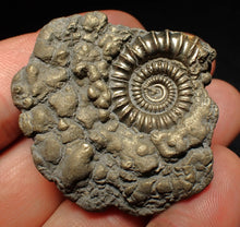 Load image into Gallery viewer, Crucilobiceras pyrite ammonite fossil (45 mm)