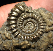 Load image into Gallery viewer, Crucilobiceras pyrite ammonite fossil (45 mm)