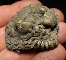 Load image into Gallery viewer, Crucilobiceras pyrite ammonite fossil (45 mm)