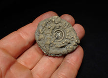 Load image into Gallery viewer, Crucilobiceras pyrite ammonite fossil (44 mm)