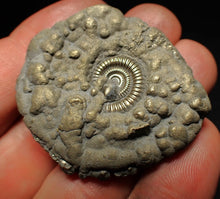 Load image into Gallery viewer, Crucilobiceras pyrite ammonite fossil (44 mm)