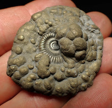 Load image into Gallery viewer, Crucilobiceras pyrite ammonite fossil (44 mm)