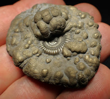 Load image into Gallery viewer, Crucilobiceras pyrite ammonite fossil (44 mm)