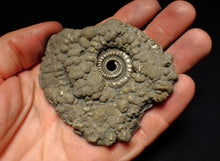 Load image into Gallery viewer, Large Crucilobiceras pyrite ammonite fossil (78 mm)