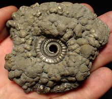 Load image into Gallery viewer, Large Crucilobiceras pyrite ammonite fossil (78 mm)