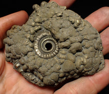 Load image into Gallery viewer, Large Crucilobiceras pyrite ammonite fossil (78 mm)