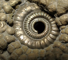 Load image into Gallery viewer, Large Crucilobiceras pyrite ammonite fossil (78 mm)