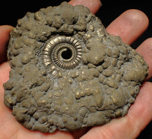 Load image into Gallery viewer, Large Crucilobiceras pyrite ammonite fossil (78 mm)