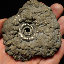 Load image into Gallery viewer, Large Crucilobiceras pyrite ammonite fossil (78 mm)
