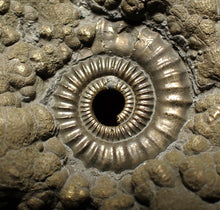 Load image into Gallery viewer, Large Crucilobiceras pyrite ammonite fossil (78 mm)