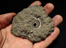 Load image into Gallery viewer, Large Crucilobiceras pyrite ammonite fossil (78 mm)