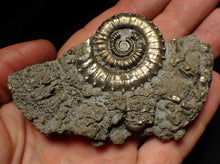 Load image into Gallery viewer, Large Crucilobiceras pyrite ammonite fossil (83 mm)