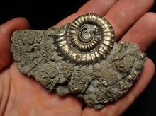 Load image into Gallery viewer, Large Crucilobiceras pyrite ammonite fossil (83 mm)