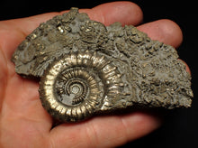 Load image into Gallery viewer, Large Crucilobiceras pyrite ammonite fossil (83 mm)