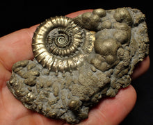 Load image into Gallery viewer, Large Crucilobiceras pyrite ammonite fossil (83 mm)
