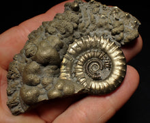 Load image into Gallery viewer, Large Crucilobiceras pyrite ammonite fossil (83 mm)