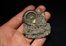 Load image into Gallery viewer, Large Crucilobiceras pyrite ammonite fossil (65 mm)