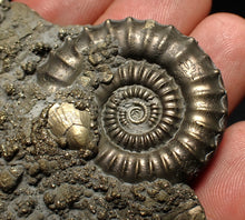 Load image into Gallery viewer, Large Crucilobiceras pyrite ammonite fossil (65 mm)