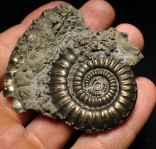 Load image into Gallery viewer, Large Crucilobiceras pyrite ammonite fossil (65 mm)