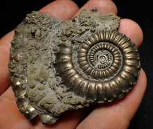 Load image into Gallery viewer, Large Crucilobiceras pyrite ammonite fossil (65 mm)