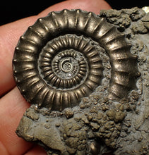 Load image into Gallery viewer, Large Crucilobiceras pyrite ammonite fossil (65 mm)