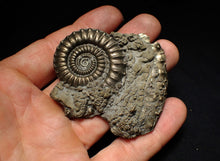 Load image into Gallery viewer, Large Crucilobiceras pyrite ammonite fossil (65 mm)