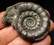 Load image into Gallery viewer, Perfect pyrite Eteoderoceras (Eoderoceras) ammonite fossil (56 mm)