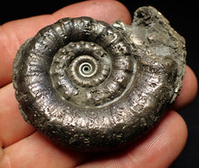 Load image into Gallery viewer, Perfect pyrite Eteoderoceras (Eoderoceras) ammonite fossil (56 mm)
