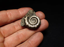 Load image into Gallery viewer, Pyrite Eteoderoceras (Eoderoceras) ammonite fossil (33 mm)