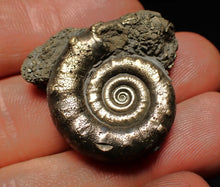 Load image into Gallery viewer, Pyrite Eteoderoceras (Eoderoceras) ammonite fossil (33 mm)