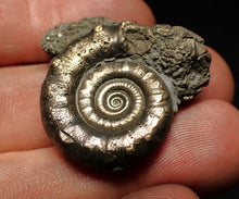 Load image into Gallery viewer, Pyrite Eteoderoceras (Eoderoceras) ammonite fossil (33 mm)
