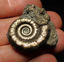 Load image into Gallery viewer, Pyrite Eteoderoceras (Eoderoceras) ammonite fossil (33 mm)