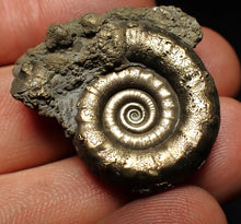 Load image into Gallery viewer, Pyrite Eteoderoceras (Eoderoceras) ammonite fossil (33 mm)