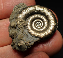 Load image into Gallery viewer, Pyrite Eteoderoceras (Eoderoceras) ammonite fossil (33 mm)