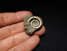 Load image into Gallery viewer, Pyrite Eteoderoceras (Eoderoceras) ammonite fossil (33 mm)
