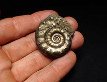 Load image into Gallery viewer, Pyrite Eteoderoceras (Eoderoceras) ammonite fossil (40 mm)