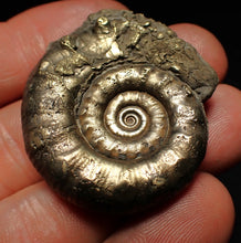 Load image into Gallery viewer, Pyrite Eteoderoceras (Eoderoceras) ammonite fossil (40 mm)