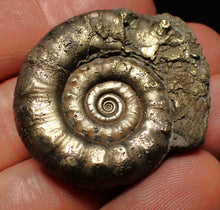 Load image into Gallery viewer, Pyrite Eteoderoceras (Eoderoceras) ammonite fossil (40 mm)