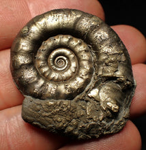 Load image into Gallery viewer, Pyrite Eteoderoceras (Eoderoceras) ammonite fossil (40 mm)