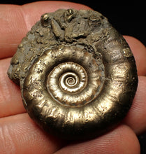Load image into Gallery viewer, Pyrite Eteoderoceras (Eoderoceras) ammonite fossil (40 mm)